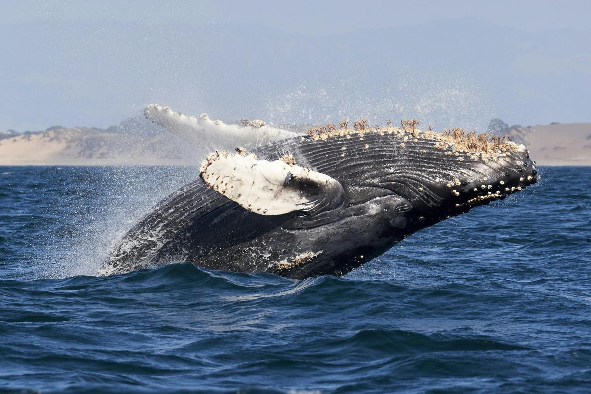 Holiday Inn Express At Monterey Bay By Ihg Seaside Buitenkant foto